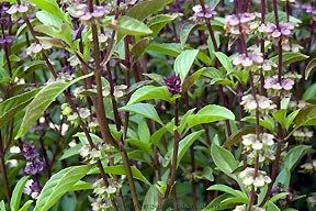 Renees' Herbs Garden Seeds